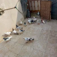 ۱۶ تا صید قلدر همشون جوون|پرنده|مشهد, ایثار|دیوار