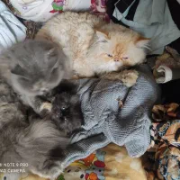 فروش گربه فلت|گربه|بجنورد, |دیوار