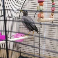 جوجه مرغ مینا|پرنده|قم, نیروگاه|دیوار