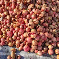 فروش انار ترکیده درجه یک دون مشکی|خوردنی و آشامیدنی|ارسنجان, |دیوار