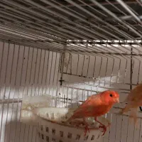 قناری رد فاکتور مولد رو تخم و جوجه