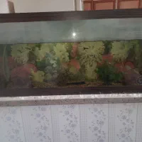 یک عدد اکواریوم|ماهی|سراب, |دیوار