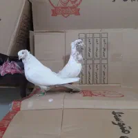 دم زرد