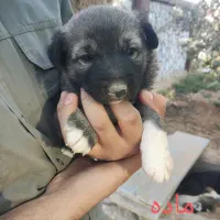 توله سگ نژاد ترکیبی سگگرگی فقط 1تومان