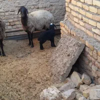 شیشک بره دار