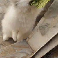 خرگوش لپی پشمالو