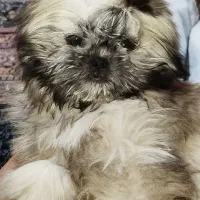 شیتزو سوپر فلت(خرسی)آپارتمانی