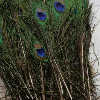 پر طاووس هندی از ۴۵ هزار تا ۶۰ هزار