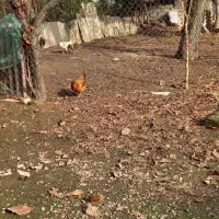 فروش منزل مسکونی ویلایی دوبلکس ۱۳۰ متری|فروش خانه و ویلا|رضوانشهر, |دیوار