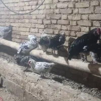 تخم مرغ نطفه دارگلین|حیوانات مزرعه|زاینده رود, |دیوار