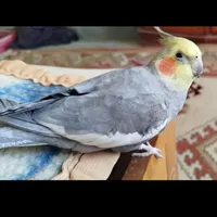 ی عدد گمشده