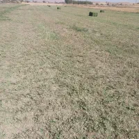 یونجه خالص درجه یک