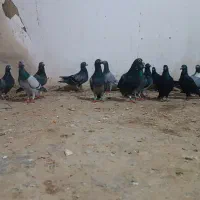 دسته کبوتر 14تایی نر شهرستانی