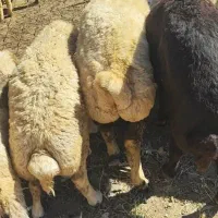 گوسفندشیشک ومیش جوان