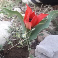 گم شده
