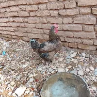 4 مرغ محلی تخم گذار