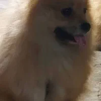 پامرین 1ساله نر