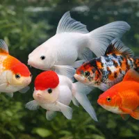 بیا همین الان بچه ماهی قرمز داشته باش