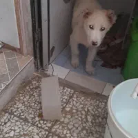 سگ نگهبان یا سگ گله سفید پاک