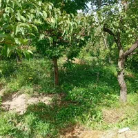 400 متر زمین باغی|فروش زمین و ملک کلنگی|نطنز, |دیوار