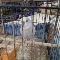 نر دستی عوض می کونم