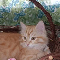 بچه گربه نر|گربه|نجف‌آباد, معرفت|دیوار