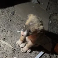 سگ نر سرابی