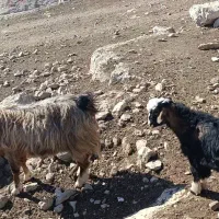 3بزو4بزغاله بزرگ|حیوانات مزرعه|پلدختر, |دیوار