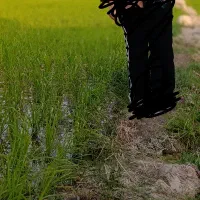 فروش برنج امسال محلی