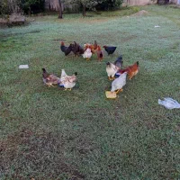 مرغ و خروس|حیوانات مزرعه|رضوانشهر, |دیوار