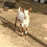 گل گلی گوسفند|حیوانات مزرعه|اصفهان, نقش جهان|دیوار