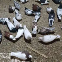 کفتر|پرنده|فریمان, |دیوار