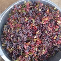 زرشک واب زرشک|خوردنی و آشامیدنی|شیراز, احمدی جنوبی|دیوار