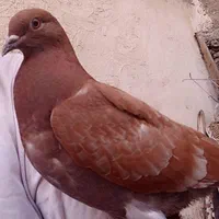 کبوتر گمشده