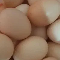 تخم مرغ محلی