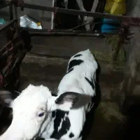 فروش گاو وگوساله