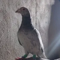 کبوتر سار نر