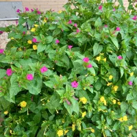 پرورش و عمده فروشی گل لاله عباسی