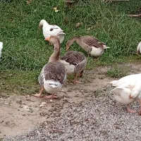 تخم قو غاز و آفریقای نطفه دار|حیوانات مزرعه|آستانه اشرفیه, |دیوار