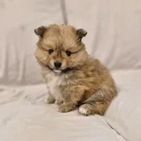 سگ توله پامر (آپارتمانی و اجتماعی)|سگ|تهران, سید خندان (جلفا)|دیوار