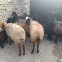 سبک وزن|حیوانات مزرعه|کرج, کوی امامیه|دیوار