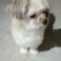 سگ نژاد شیتزو تریر|سگ|مشهد, وحید|دیوار