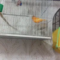 سهره قناری سینه سرخ  طوطی فنچ مرغ عشق