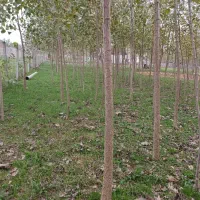 ۲۳۰۰ متر زمین باغی قاضیان سنگر رشت|فروش زمین و ملک کلنگی|سنگر, |دیوار