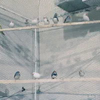 جفت مولد فنچ