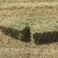 یونجه خالص
