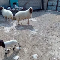 یک عدد ورن