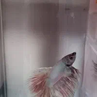 ماهی فایتر بیگ ایر