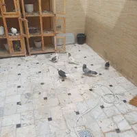کفتر گجه