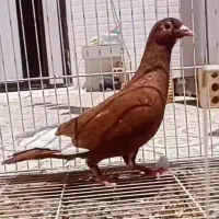 کبوتر پلنگ سرخ